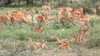 USAID Supports Locally-Managed Wildlife Areas in Tanzania