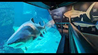 Aquarium Cape Town - Kapstadt Aquarium
