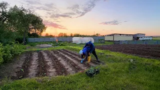 Мы все сделали правильно! Супер огород! От них нет спасения! Жизнь простых людей в деревне!