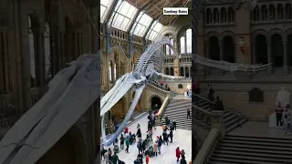 Natural History Museum London