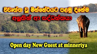 New guest with hundred  elephants on fist day at minneriya national park - sri lanka