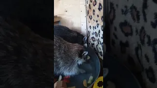 Washing time with raccoons. Funny raccoons 🦝 Енот стирает яблоки в тазу. Дом Енота