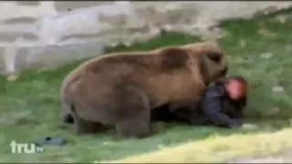 Bear Attacks man in zoo ( viewers discretion is advised )