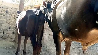 Amazing Strong Black Bull With Extra Small Cow || Village animals ||