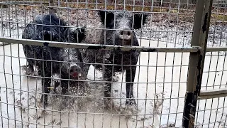 Trapping mean boar hogs in the mud. Giant boar jumps out of trap.