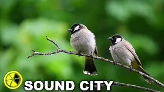 SOUNDS TO ATTRACT BIRDS IN 15 MINUTES I ASMR