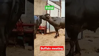 buffalo meeting #shorts #animals#viral