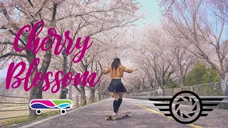 Cherry Blossom | 4K | Longboard |  Longboard Korea | Busan | Directed by MINIHYUK.