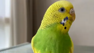 セキセイインコのハッピーちゃん成長日記#85 生後1歳２ヶ月