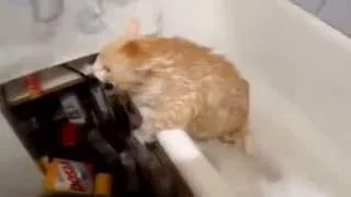 Толстый кот не может вылезти из ванны