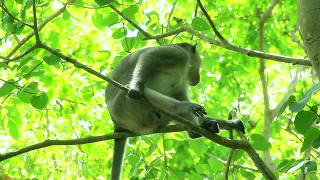 Monkey Video Baby and Mum! Lovely monkeys