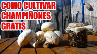 COMO CULTIVAR CHAMPIÑONES TOTALMENTE GRATIS