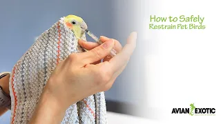 How to Safely Restrain Pet Birds