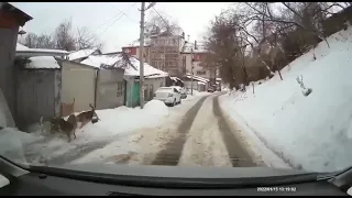 Спас кота от стаи собак. Rescued a cat from a pack of dogs