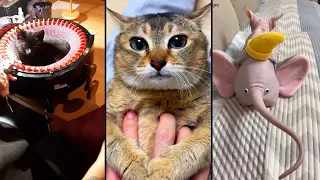 Funny and cute CATS 🐱Videos🔶 Сompilation # 6🔶