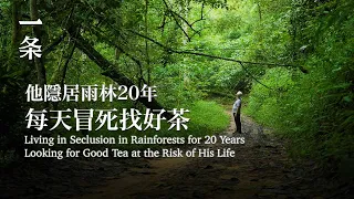 【EngSub】Living in Seclusion in Rainforests for 20 Years Looking for Good Tea at the Risk of His Life