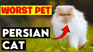 10 Reasons Why Persian Cats Are The Worst Pets