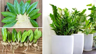 Try using Aloe vera sap, to propagate money plants with leaves, 100% leaves sprout