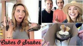 CAKES AND SNAKES