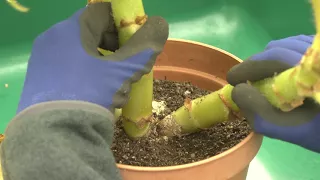 Storing begonia tubers