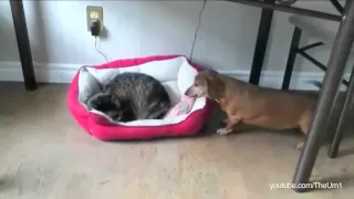 "Jerk" Cats Stealing Dog Beds