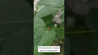 Куколка Божьей коровки! Не путать со злейшим вредителем огородов - колорадским жуком!