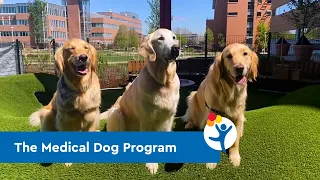 Ralph, MD, and the Medical Dog Program at Children's Hospital Colorado: A "Dogumentary"