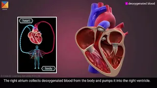 Internal structure of the heart