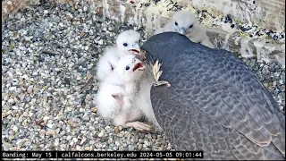 Cal Falcons  UC Berkeley- Sokoły - Archie & Annie- Karmienia czworaczków🐥🌹🍀🐥🌹🍀  🐥🌹🍀🐥🌹🍀05/05/2024