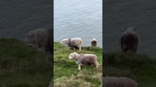 Y Gogarth - The Great Orme in North Wales ⛰️🌱 #nature #earth