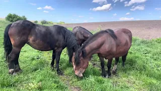 Коні Ваговози😎вигнали наших коней на випас🌿