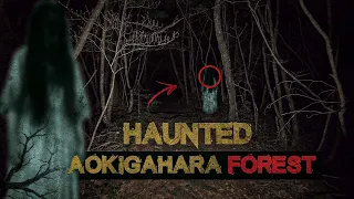 The Sea of Trees: Exploring the Mysterious and Haunted Aokigahara Forest