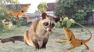 BERBURU DI KEBUN DAPAT MUSANG DAN BUNGLON TAMAN/LONDOK (CALOTES)❗❗❗