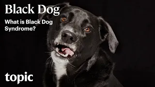 What is Black Dog Syndrome? | Topic