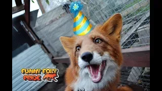 Happy 2nd Birthday AlfRed the Fox! 22 April 2018