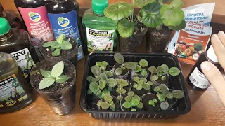 ЧЕМ Я КОРМЛЮ СВОЮ РАССАДУ 🌱