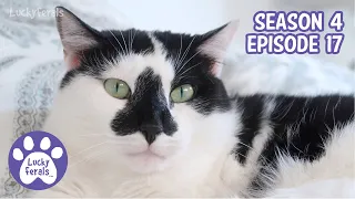 Cat Chattering, A Happy Nap, A Mother’s Revenge * S4 E17 * Cat Vlog