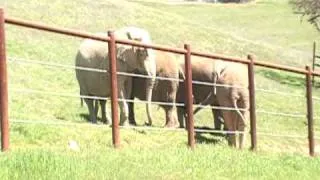 PAWS Sanctuary African Elephant  Reunion/Greeting WIth Trumpets!