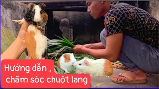 hướng dẫn chăm sóc chuột lang cho người mới chơi , những điều cần lưu ý !