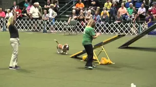 Diesel the Basset Hound at the 2015 AKC Agility Invitational