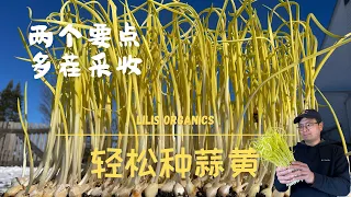 轻松种蒜黄，两个要点，一项增强，多茬采收 | How to grow blanched garlic leaves