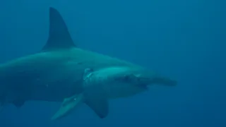 Diving Cocos Island on the Argo - August 2021