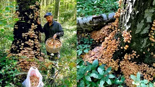 ГРИБНОЕ БЕЗУМИЕ В СЕНТЯБРЕ! ОПЯТА ЗАПОЛОНИЛИ ЛЕС! Полные вёдра! Сбор орехов! Грибы на деревьях!