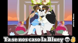 Bluey Momentos XD - bluey xd