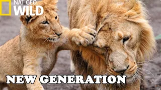 Newborn Cubs of Pretadors Survival School | Nat Geo Documentary HD (Born In Africa)