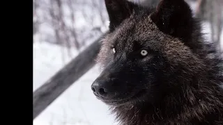 Красивый вой волков🐺🐺