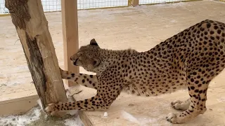 Cheetah Ichel gets used to Masha
