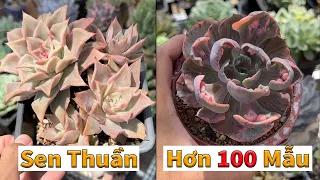 Thêm lô sen thuần có cả cây chơi | succulent Gia Nghia