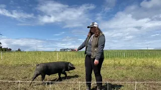 Large Black Hogs at Bell’s Farm
