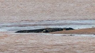 Amazing footage of giant 7m crocodile - Filmed in the wild!